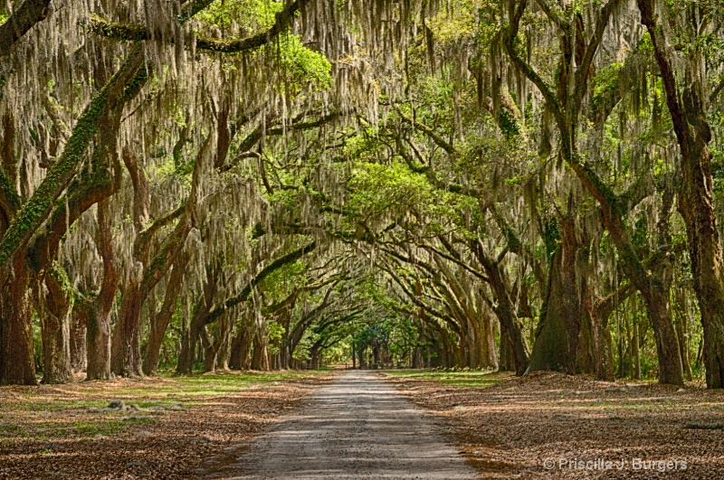 Wormsloe Plantation