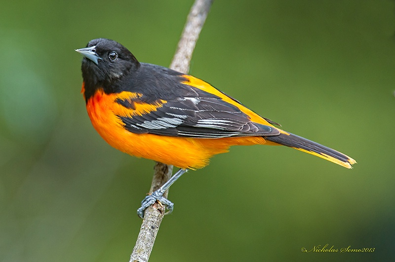 Baltimore Oriole