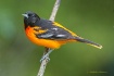 Baltimore Oriole