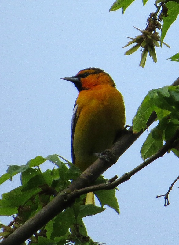 Bullock's Oriole - Stillwater