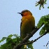 2Bullock's Oriole - Stillwater - ID: 13871929 © John Tubbs