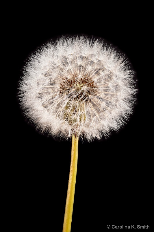 Dandelion Seed Head - ID: 13871930 © Carolina K. Smith