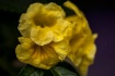 Spring Flower