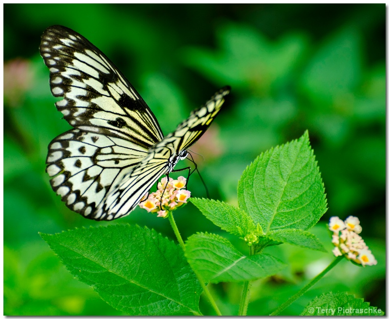 Paper Kite Butterfly - ID: 13872570 © Terry Piotraschke