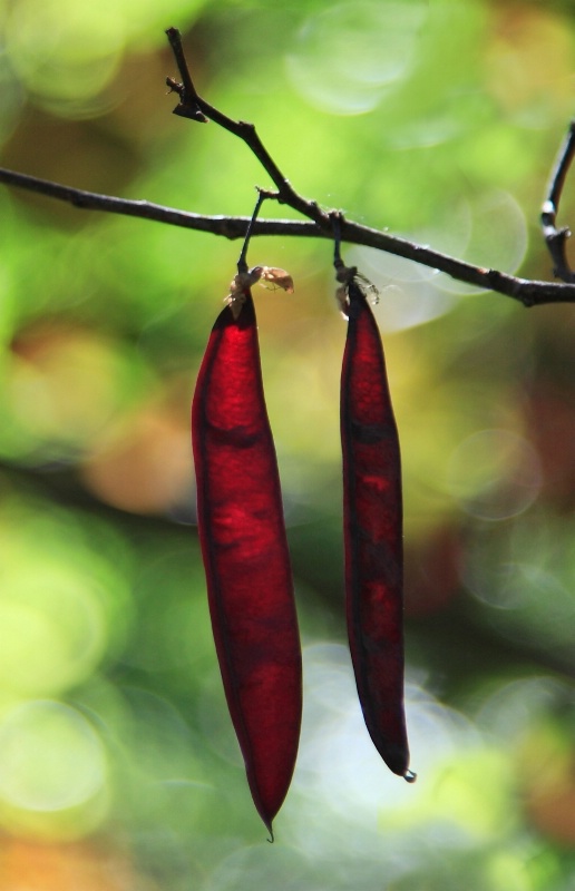 Red Seed Pods
