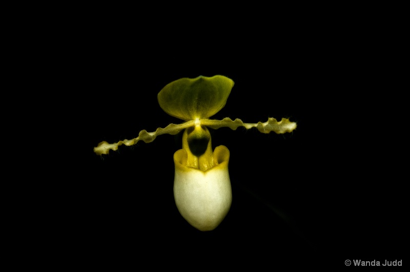 Mothers Day Slipper - ID: 13873804 © Wanda Judd