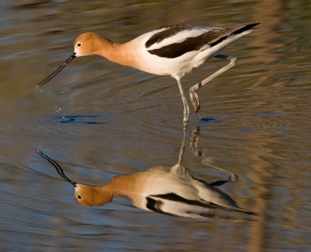 American Avocet