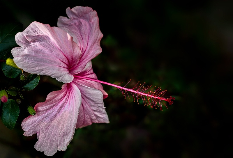 Pink Hibiscus