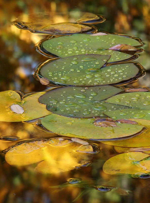 Path over golden waters