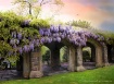 May Wisteria