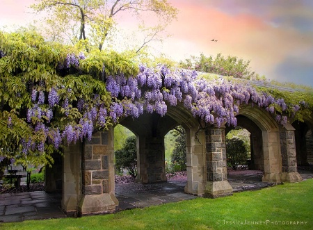 May Wisteria