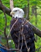 In Captivity
