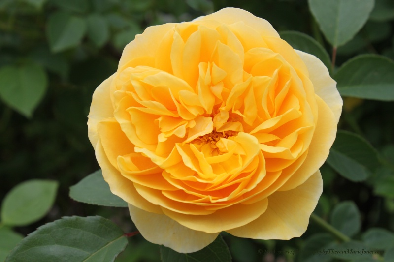 Yellow Rose Of NC