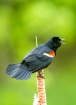 Red Winged Blackb...