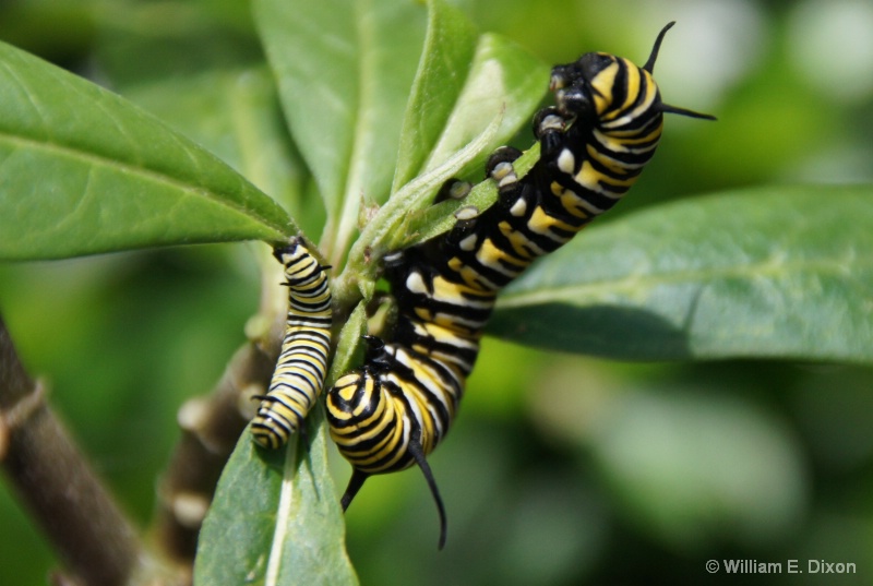 Big & Little Brother Monarch Caterpillars