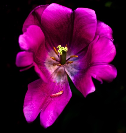 Backyard flower