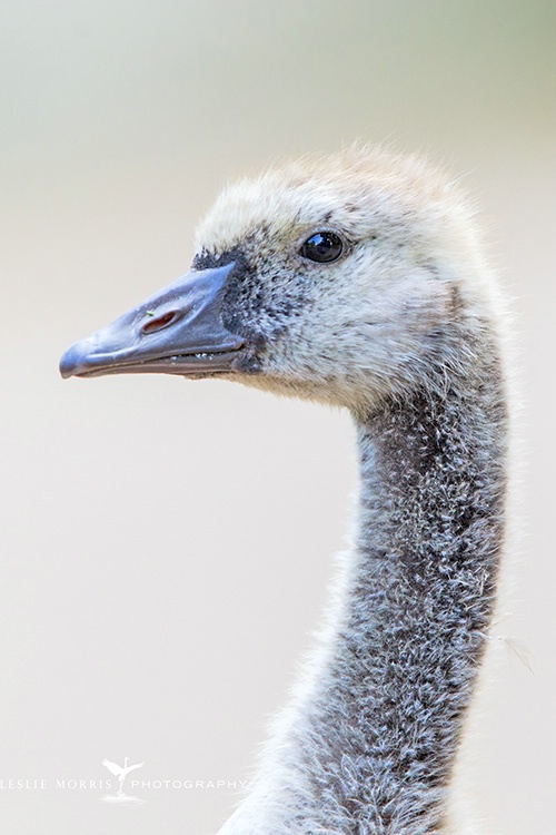 Canada Goose Gosling Pre-Teen - ID: 13878073 © Leslie J. Morris