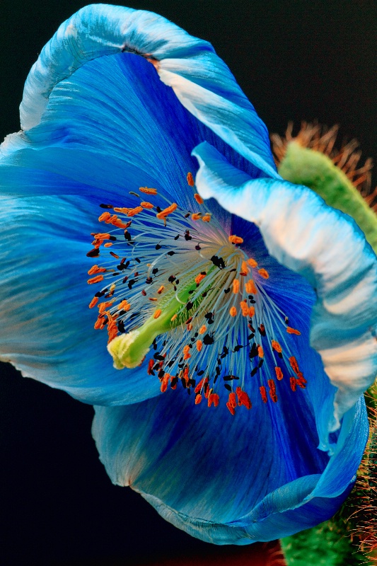 Blue Poppy