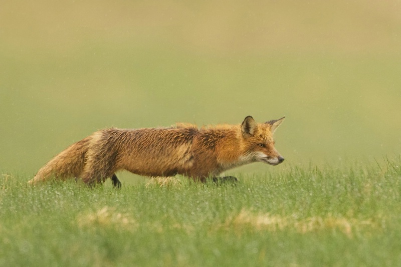 Red Fox Hunting in the Rain