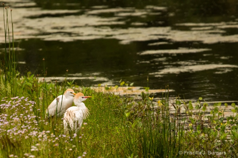 Cattle Egret Couple