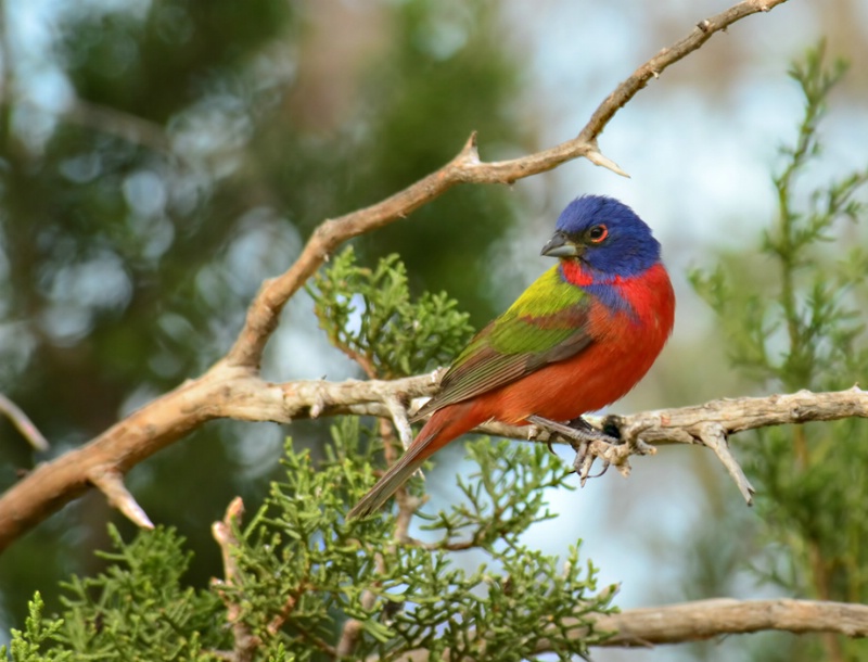 Painted Bunting 2