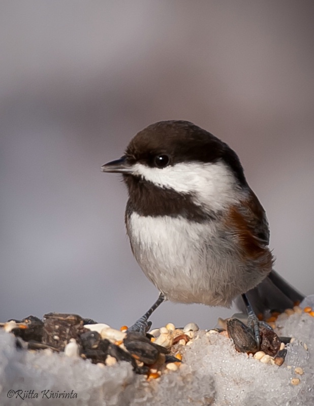 Chestnut Backed Chickadee