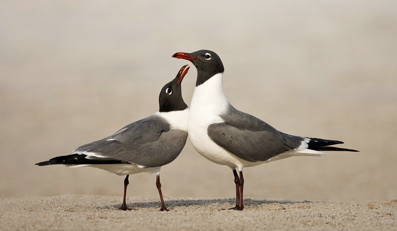 Laughing Gulls Courting