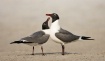 Laughing Gulls Co...