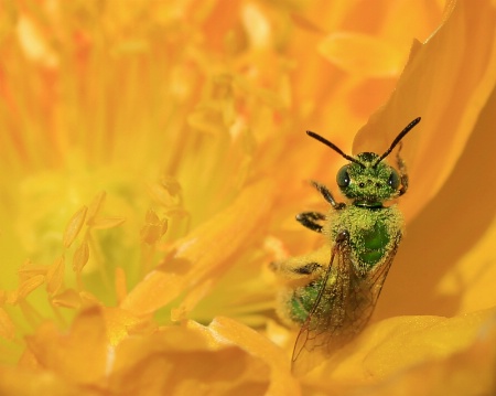 Haulin' Pollen