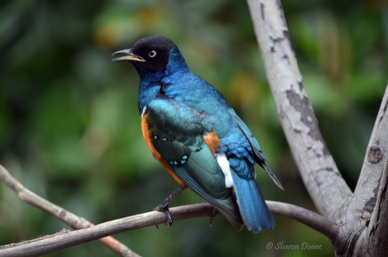 Superb Starling