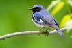 Warbler-Black-thr...