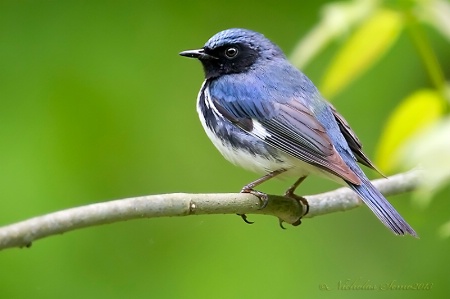 Warbler-Black-throated Blue