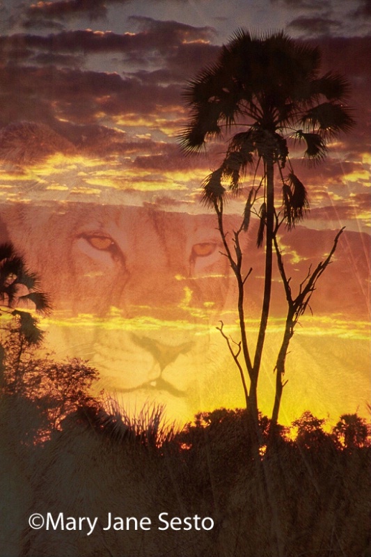 Lioness/Sunset, Botswana
