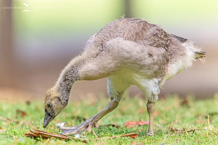 Canada Goose Gosling  - ID: 13881320 © Leslie J. Morris