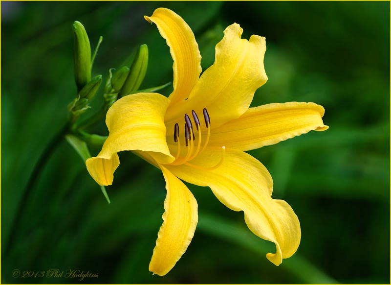 Day Lily