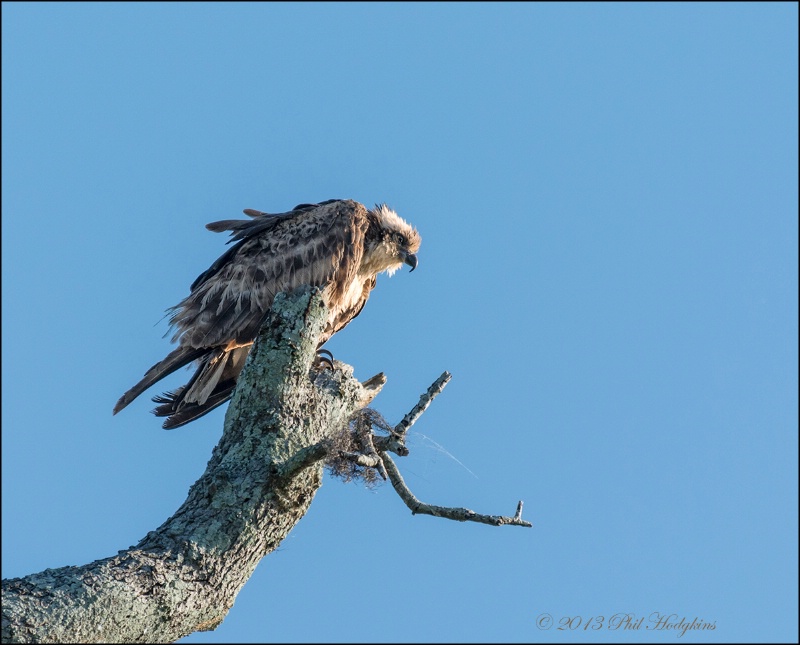 Molting Osprey