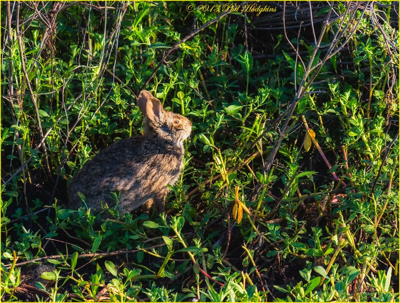 Marsh Rabbit