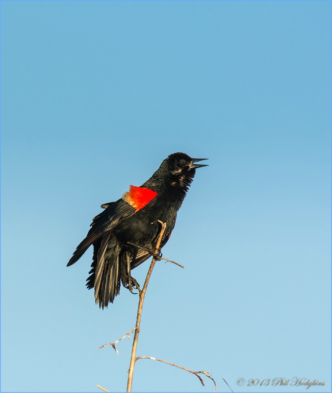 Red Winged Blackbird