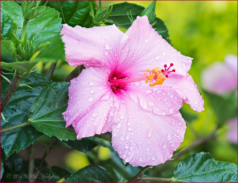 Hibiscus