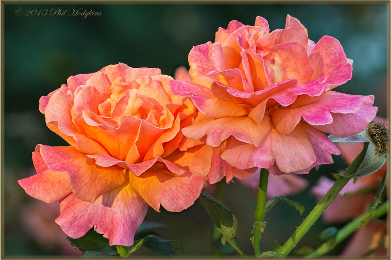 Hybrid Te Roses