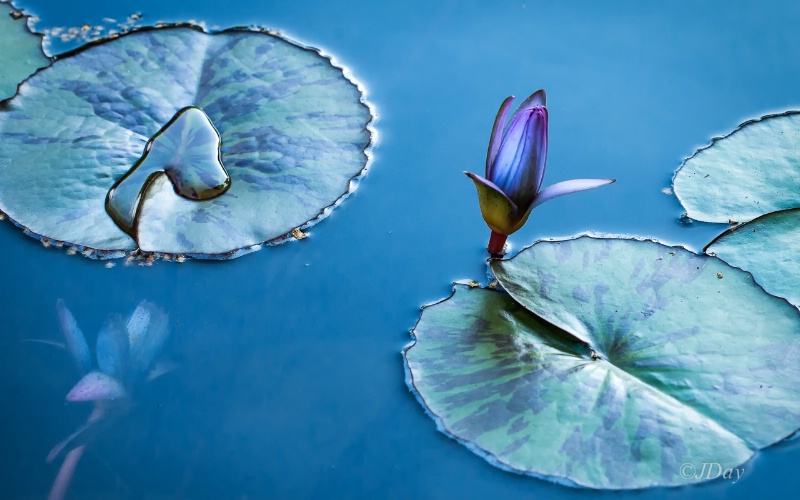 Water Lily