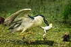 Frog Legs and Mor...