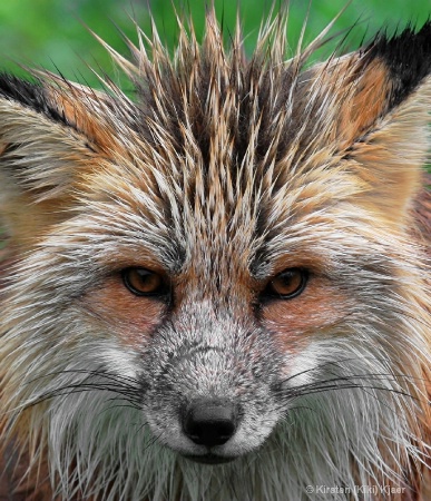 Red Fox In The Rain