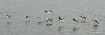 Birds on Lake Nor...