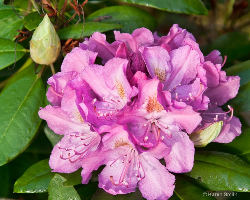 It"s Rhododendron time