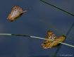 Flying in Tandum