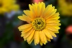 Single Flower Aga...