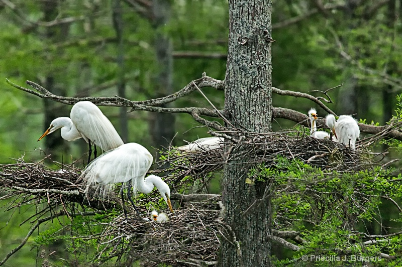 Egret Nursery