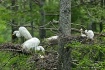 Egret Nursery