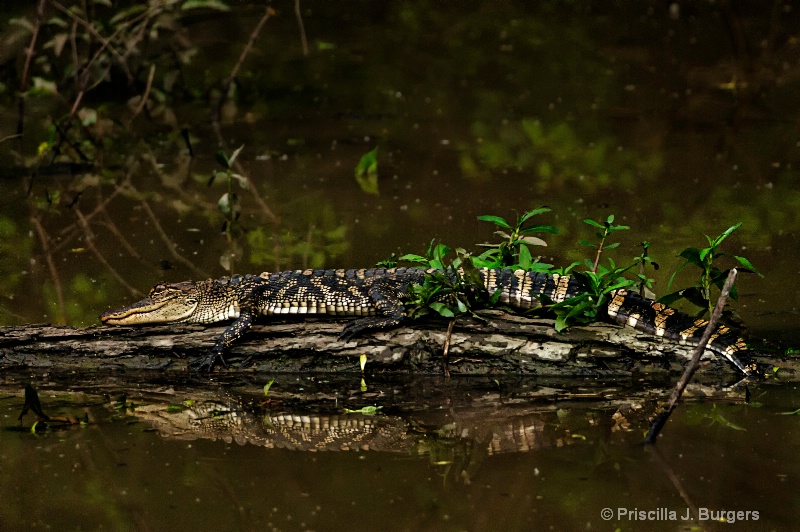 Alligator Encounter